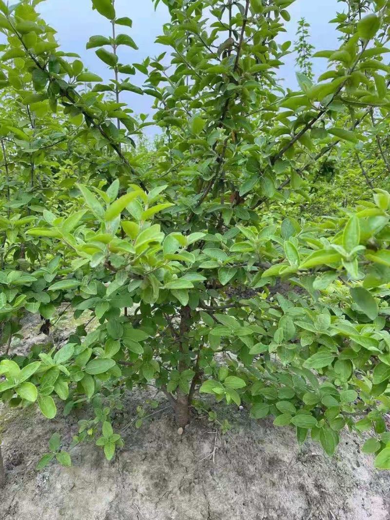 木绣球基地批发木绣球价格便宜木绣球工程苗