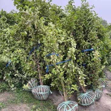 木绣球基地批发木绣球价格便宜木绣球工程苗