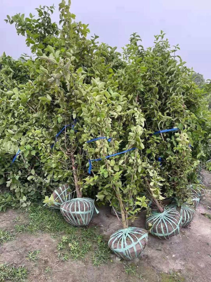 木绣球基地批发木绣球价格便宜木绣球工程苗