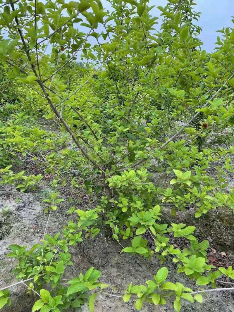 木绣球基地批发木绣球价格便宜木绣球工程苗