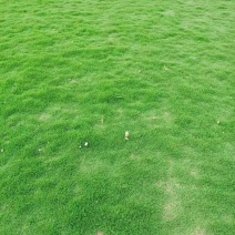 草坪马尼拉台湾草大油草