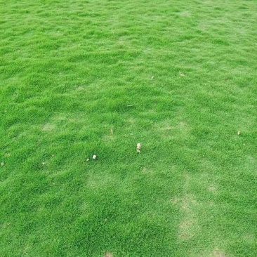 草坪马尼拉台湾草大油草