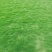草坪马尼拉台湾草大油草