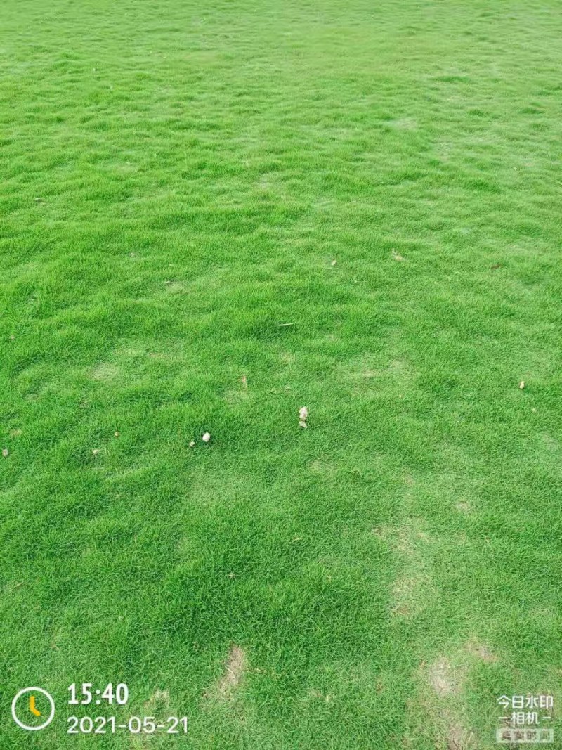 草坪马尼拉台湾草大油草