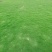 草坪马尼拉台湾草大油草