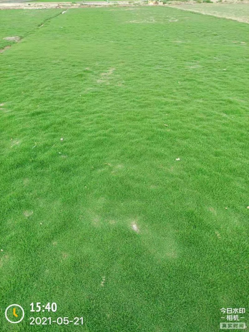 草坪马尼拉台湾草大油草