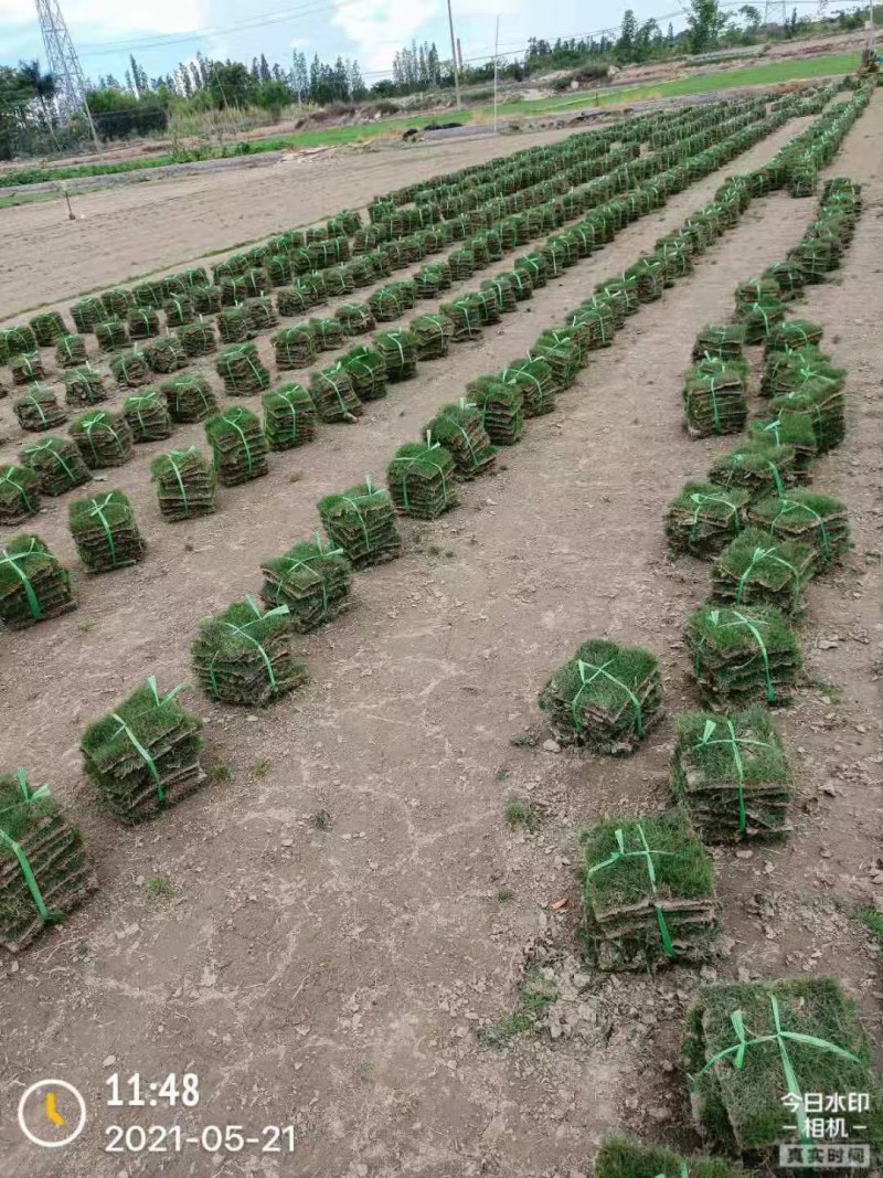 草坪马尼拉台湾草大油草