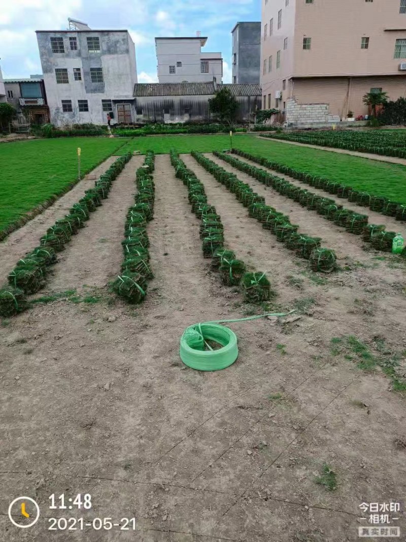 草坪马尼拉台湾草大油草