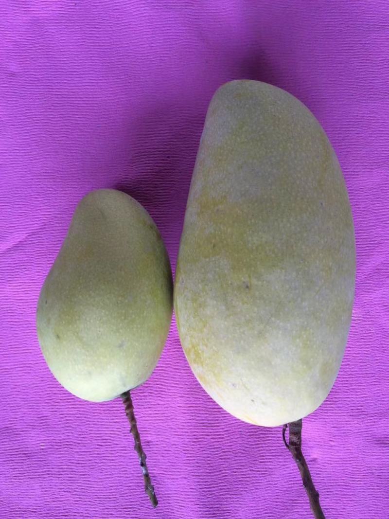 金煌芒(一件代发)，芒果中的巨无霸，纯甜，果肉嫩滑无纤维
