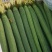 鲜花丝瓜40厘米以上