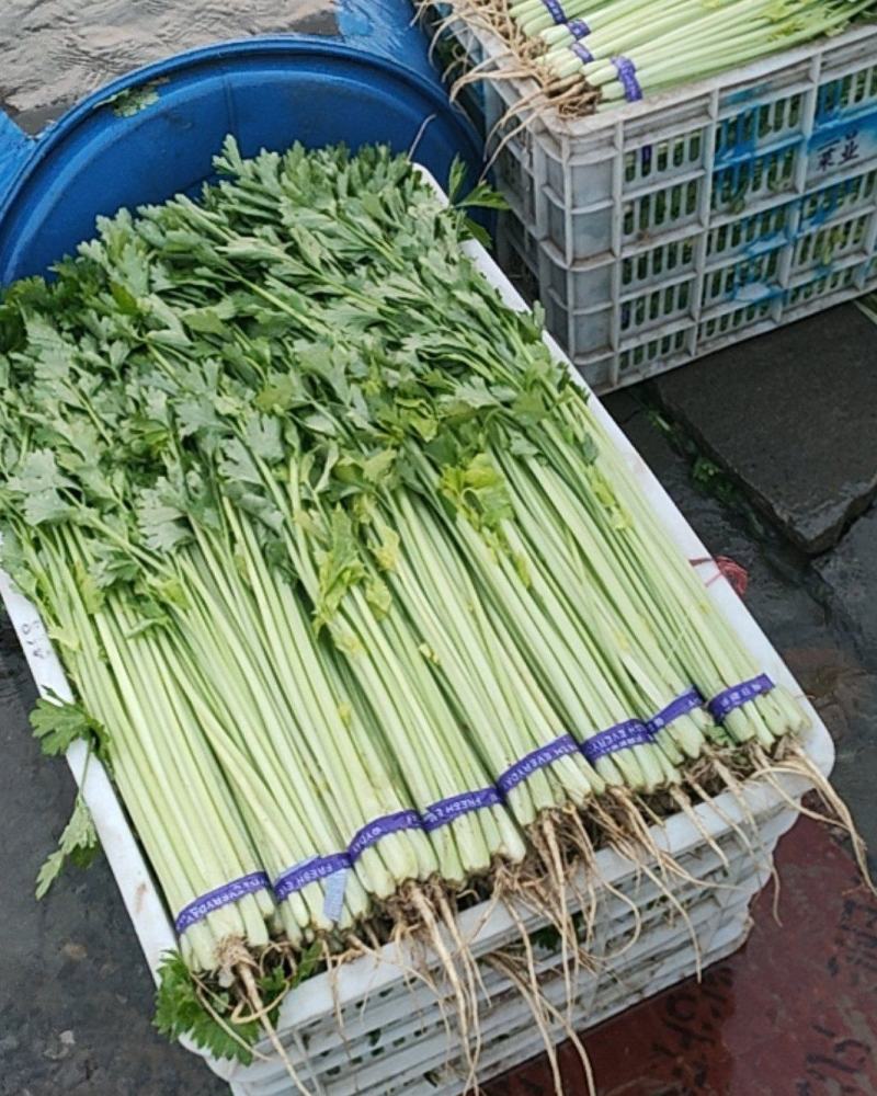 山芹，香芹货好价低，诚信经营