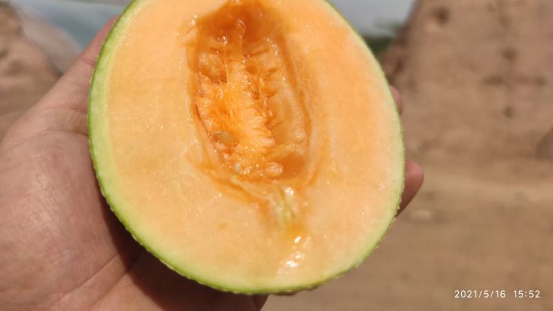海南精品哈密瓜品质保证个头大脆甜可口量大从优