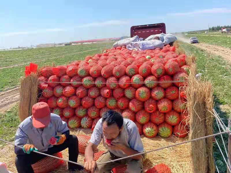 新疆精品金城5号西瓜大量上市中产地直销量大从优