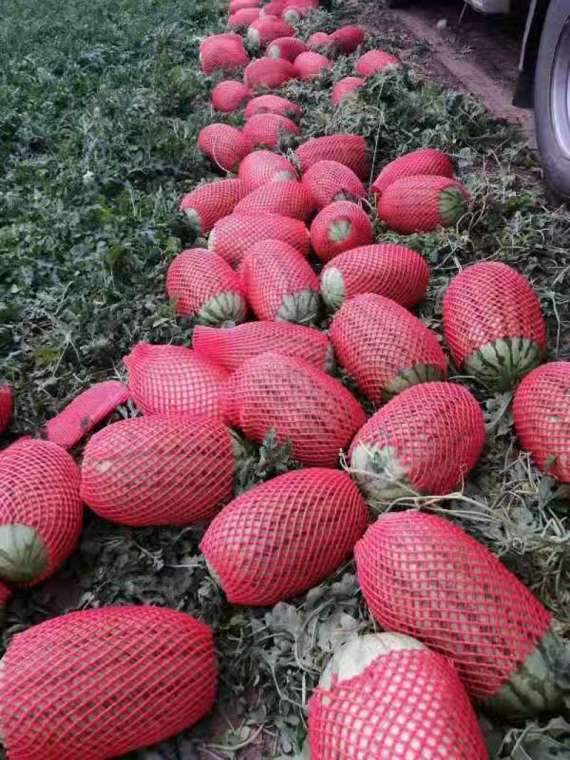 新疆精品金城5号西瓜大量上市中产地直销量大从优