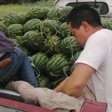 临潼区，闫良区精品锦王，甜王优质大西瓜上市，大量供应