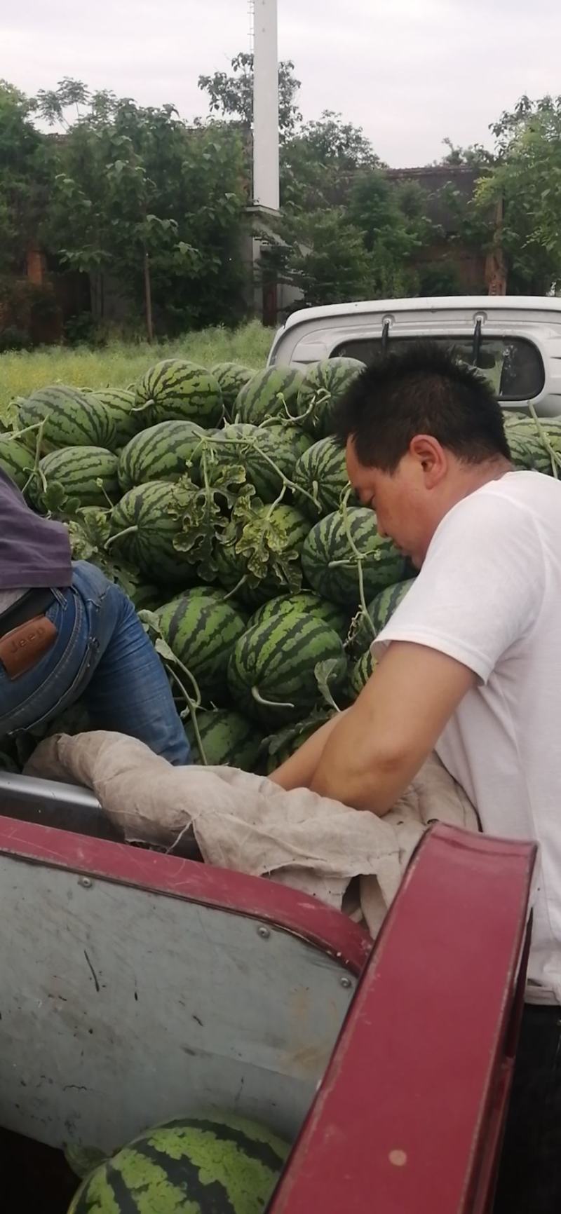 临潼区，闫良区精品锦王，甜王优质大西瓜上市，大量供应