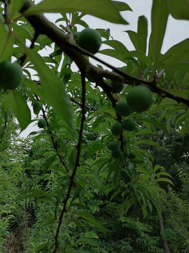 蜂糖李