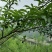 蜂糖李