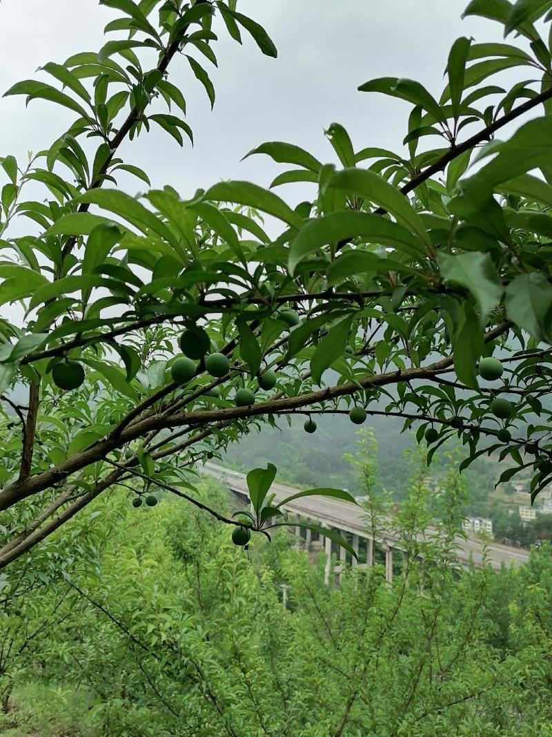 蜂糖李