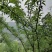 蜂糖李