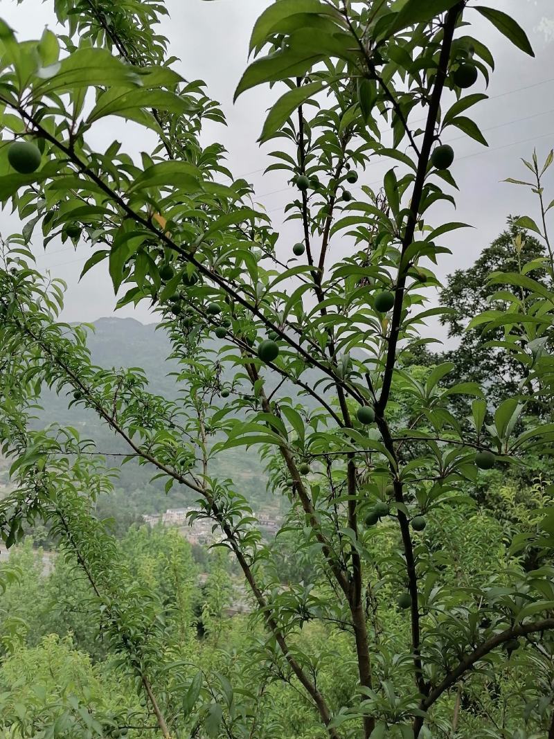 蜂糖李