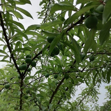 蜂糖李