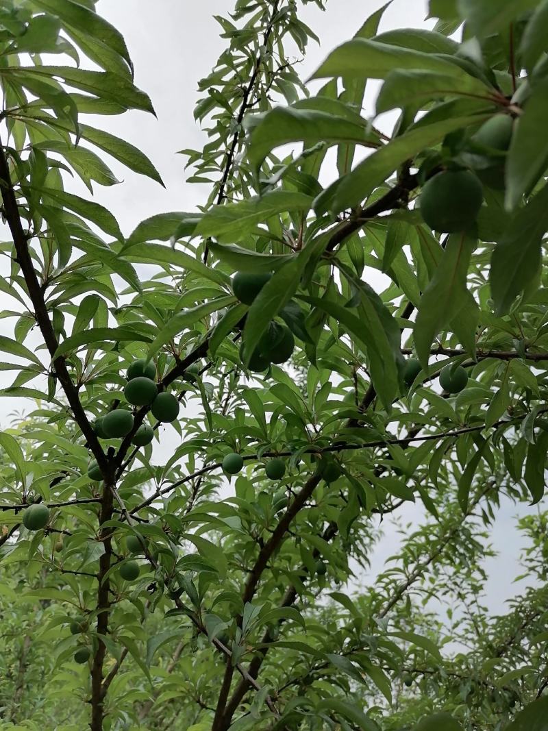 蜂糖李