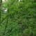 蜂糖李