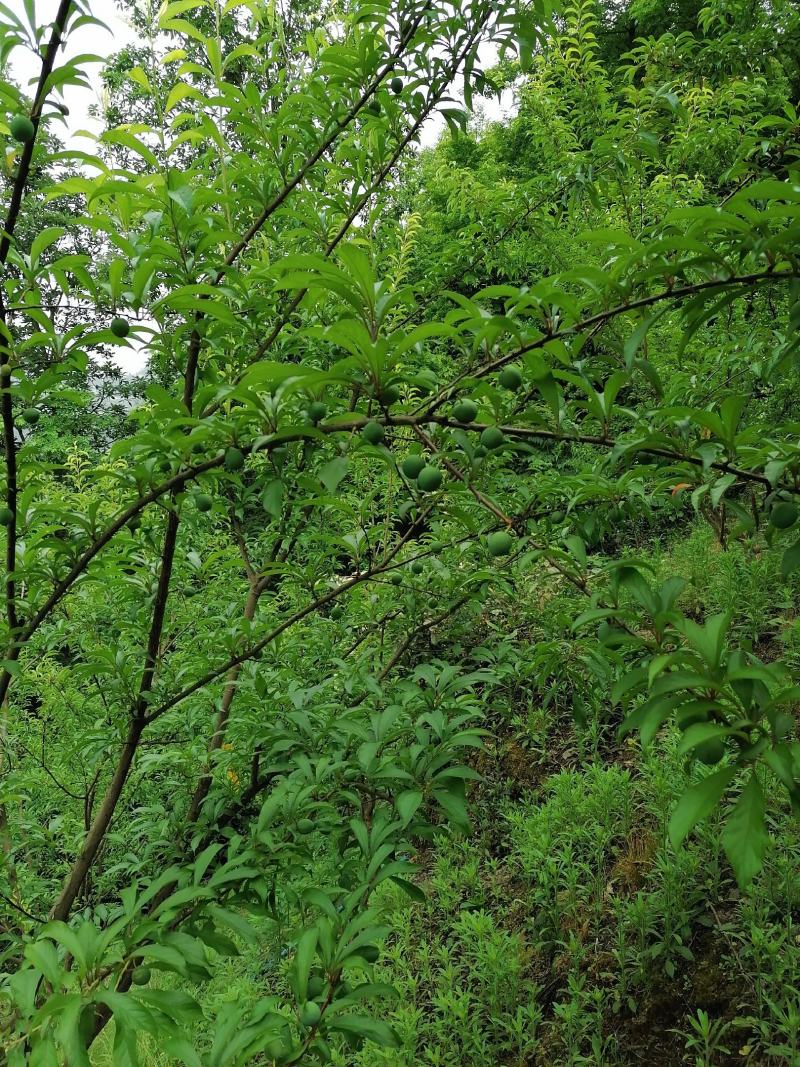蜂糖李