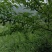 蜂糖李