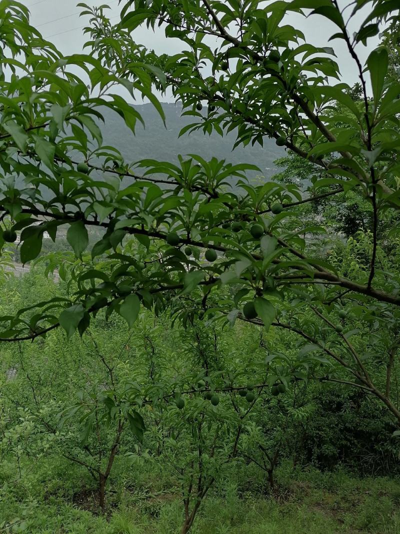 蜂糖李
