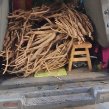 新鲜中药材