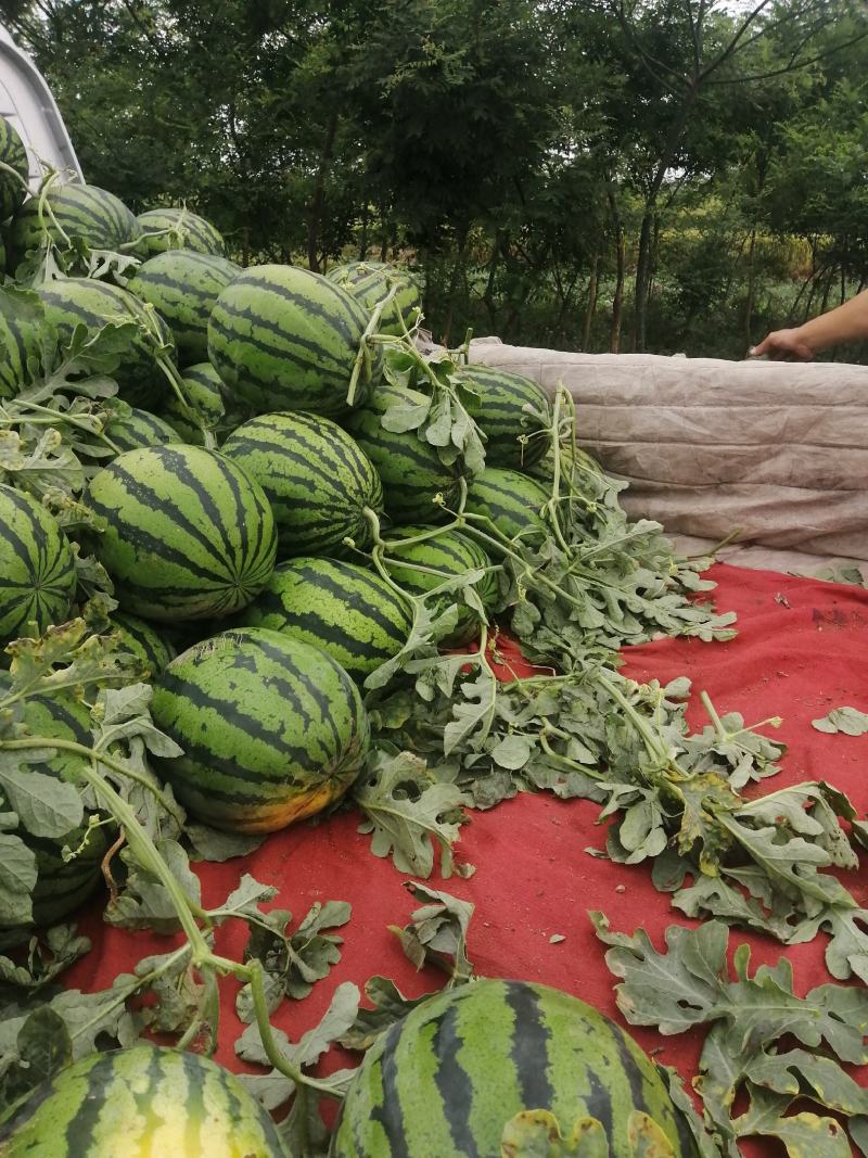 临潼区，闫良区精品锦王，甜王优质大西瓜上市，大量供应