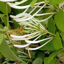 纯野生金银花(二花，双宝花，双花，二宝花)