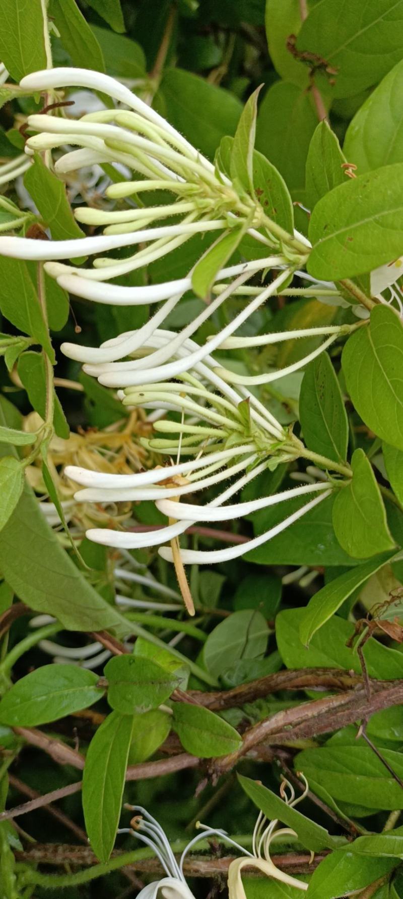 纯野生金银花(二花，双宝花，双花，二宝花)