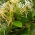 纯野生金银花(二花，双宝花，双花，二宝花)