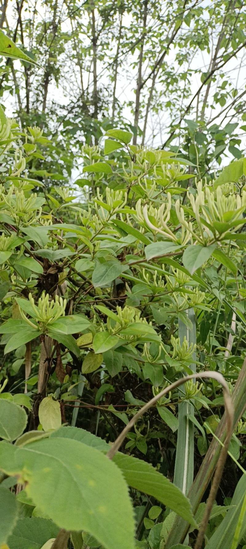 纯野生金银花(二花，双宝花，双花，二宝花)