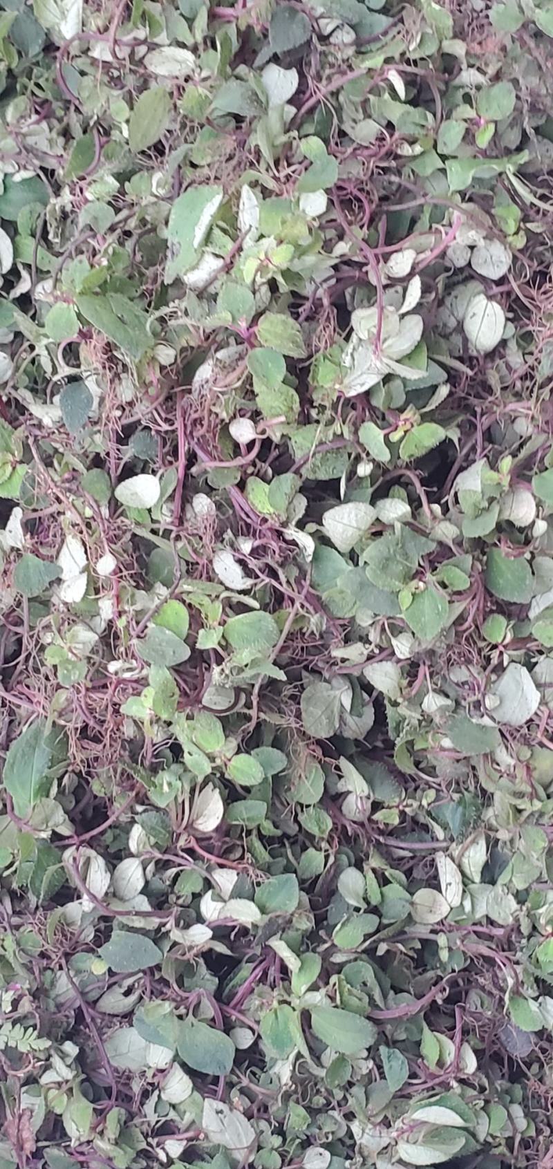 风柜斗草