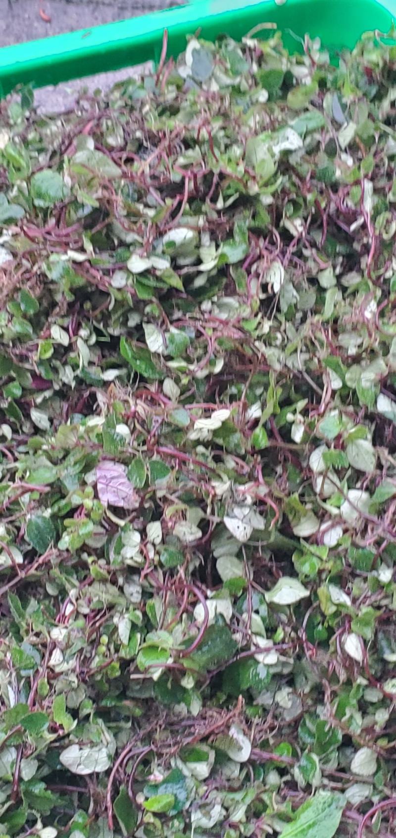 风柜斗草