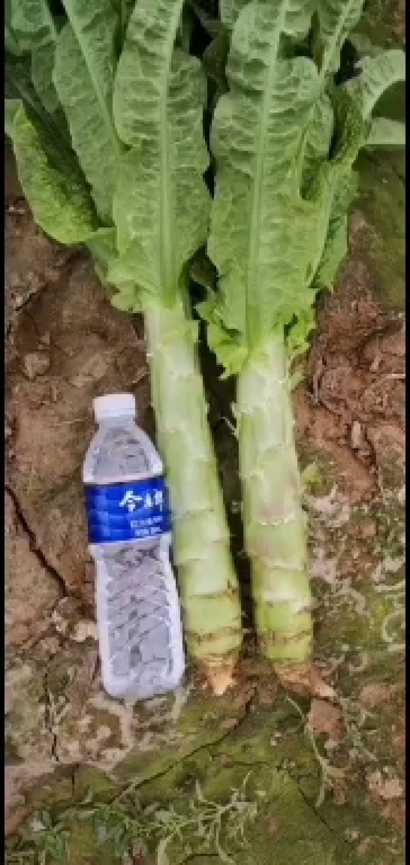 莴苣