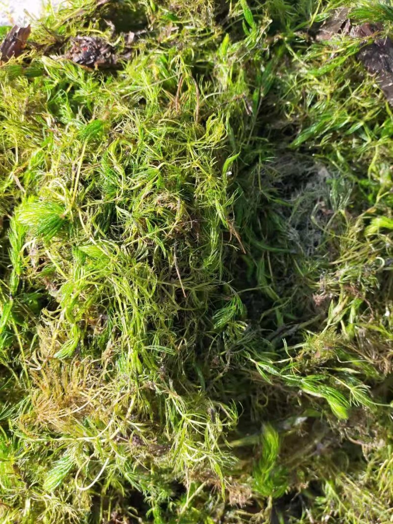 金鱼藻适合各种鱼虾蟹养殖河道净化