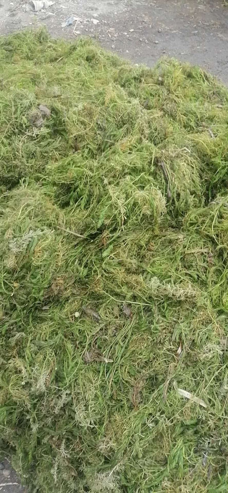 金鱼藻适合各种鱼虾蟹养殖河道净化