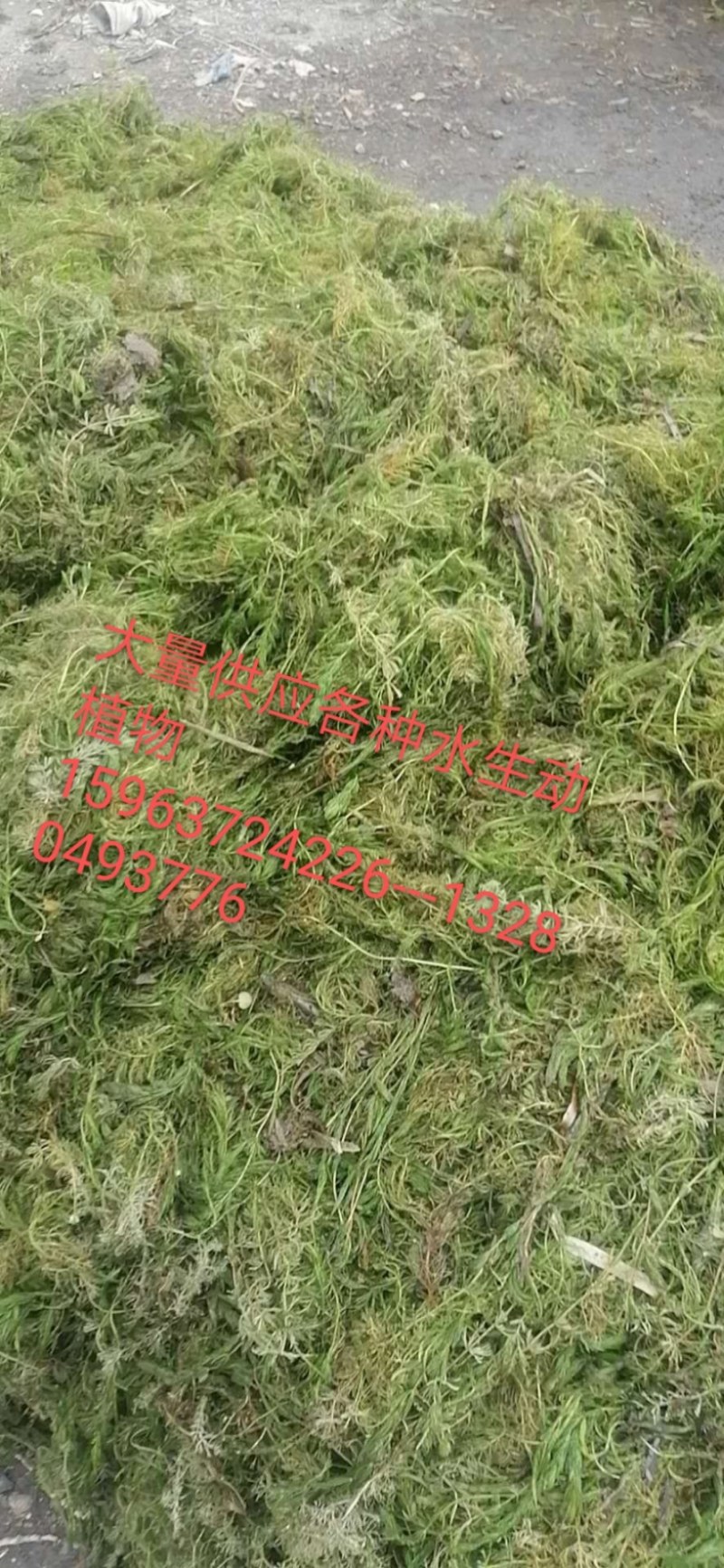 金鱼藻适合各种鱼虾蟹养殖河道净化