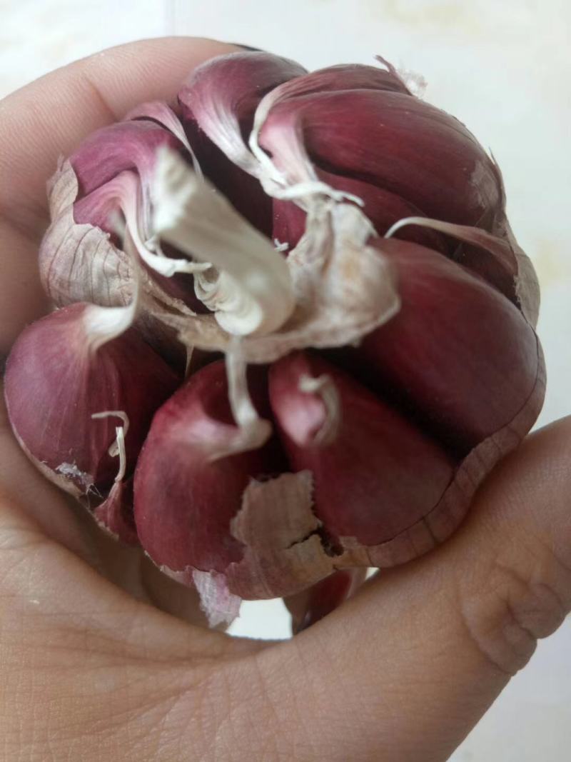 云南红蒜
