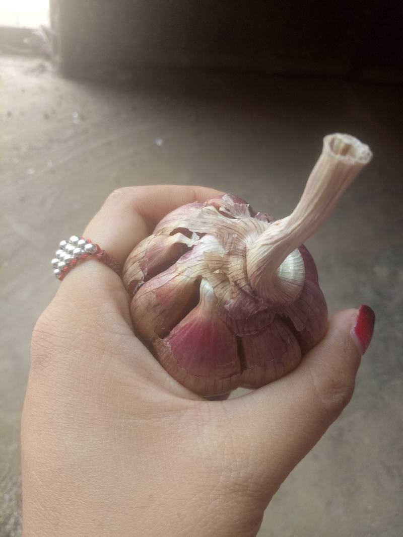 云南红蒜