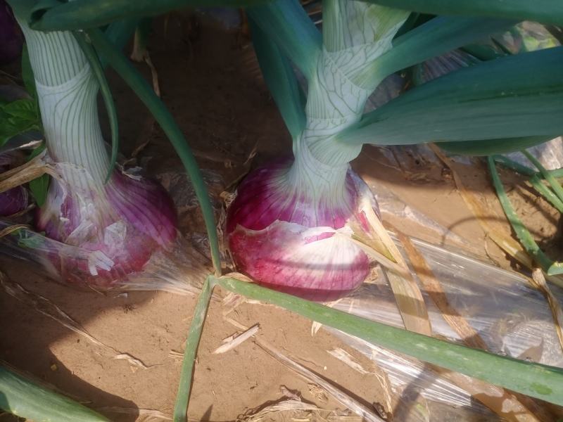 红皮洋葱，开封红皮洋葱大量上市，欢迎新老客户咨询，，，，