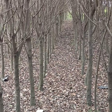 红叶石楠米径3公分以上