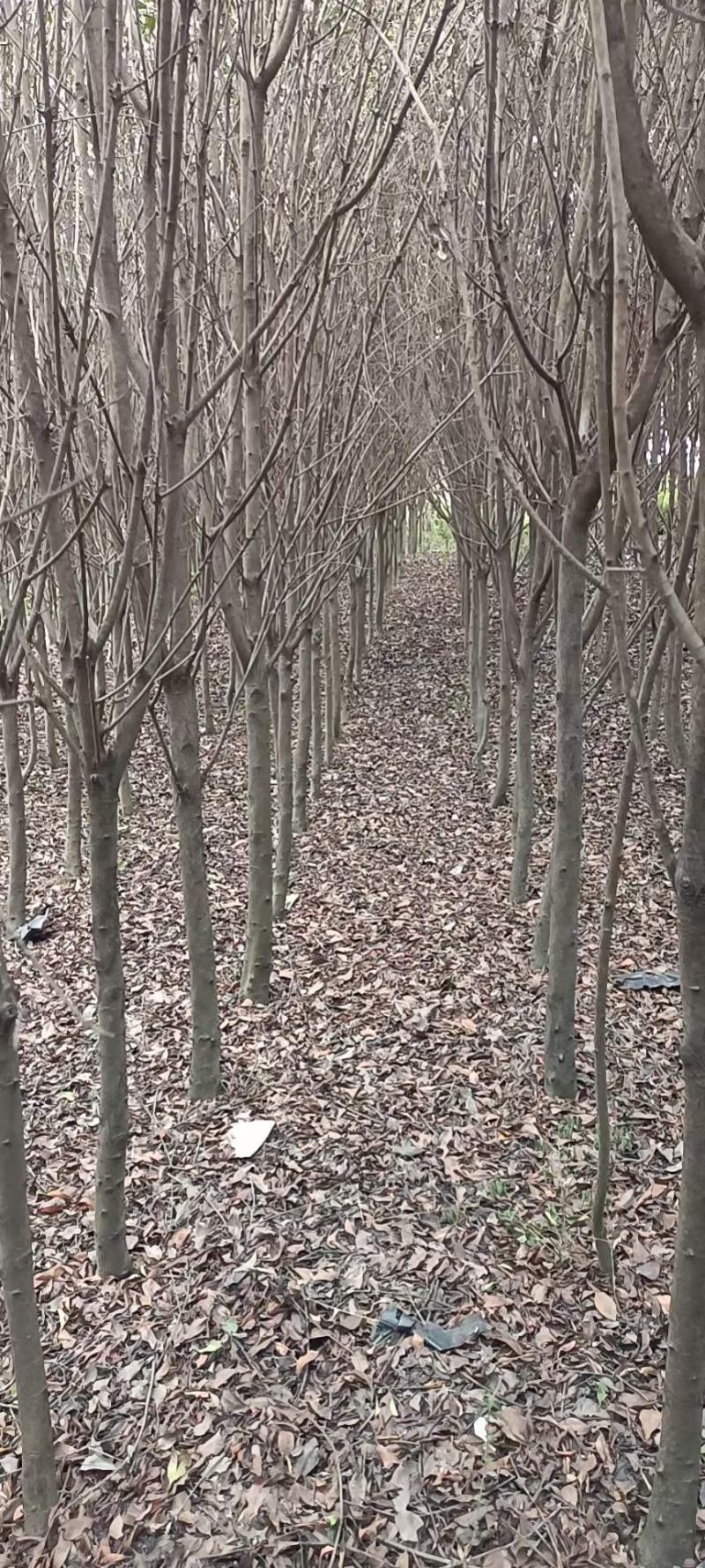 红叶石楠米径3公分以上