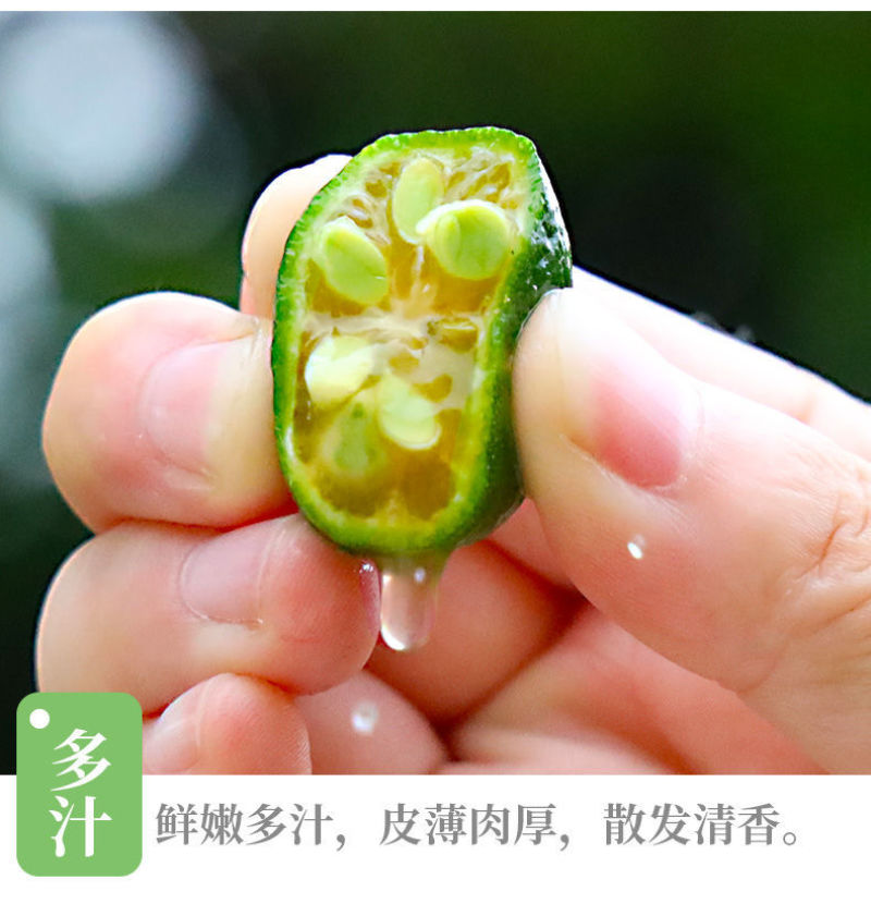 一件代发海南小金桔1斤3斤5斤包邮黄肉多汁金桔柠檬