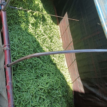甜脆豌豆大量上市了。